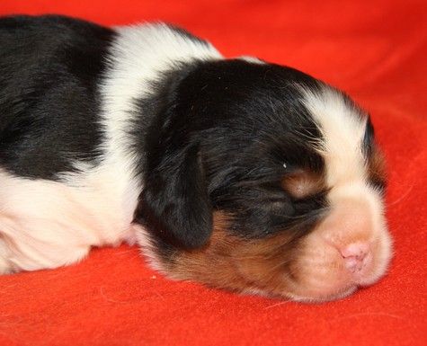 du domaine de Runneval - Chiot disponible  - Cavalier King Charles Spaniel