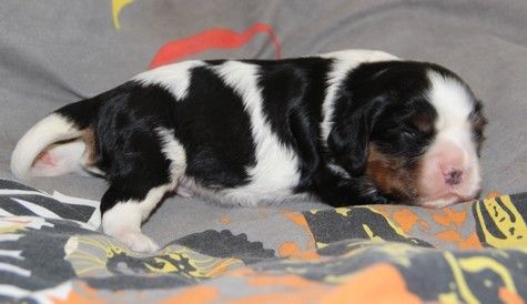 du domaine de Runneval - Chiot disponible  - Cavalier King Charles Spaniel