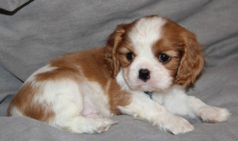 du domaine de Runneval - Chiot disponible  - Cavalier King Charles Spaniel