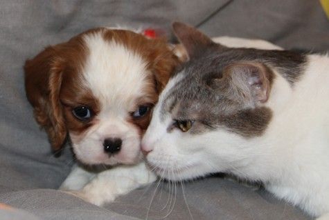 chiot Cavalier King Charles Spaniel du domaine de Runneval