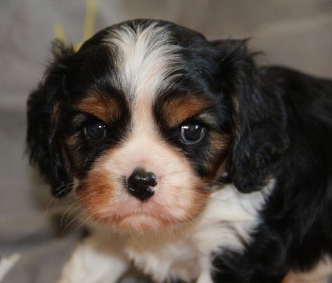 du domaine de Runneval - Chiot disponible  - Cavalier King Charles Spaniel