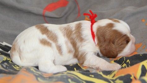 du domaine de Runneval - Chiot disponible  - Cavalier King Charles Spaniel