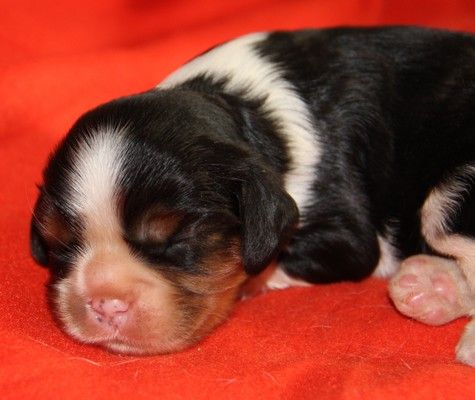 du domaine de Runneval - Chiot disponible  - Cavalier King Charles Spaniel