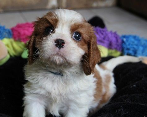 du domaine de Runneval - Chiot disponible  - Cavalier King Charles Spaniel