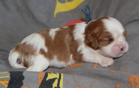 du domaine de Runneval - Chiot disponible  - Cavalier King Charles Spaniel