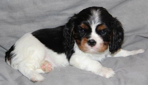 du domaine de Runneval - Chiot disponible  - Cavalier King Charles Spaniel