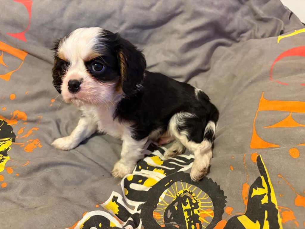 du domaine de Runneval - Chiot disponible  - Cavalier King Charles Spaniel