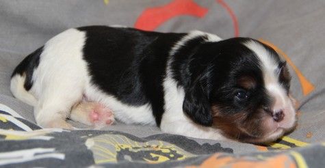 du domaine de Runneval - Chiot disponible  - Cavalier King Charles Spaniel