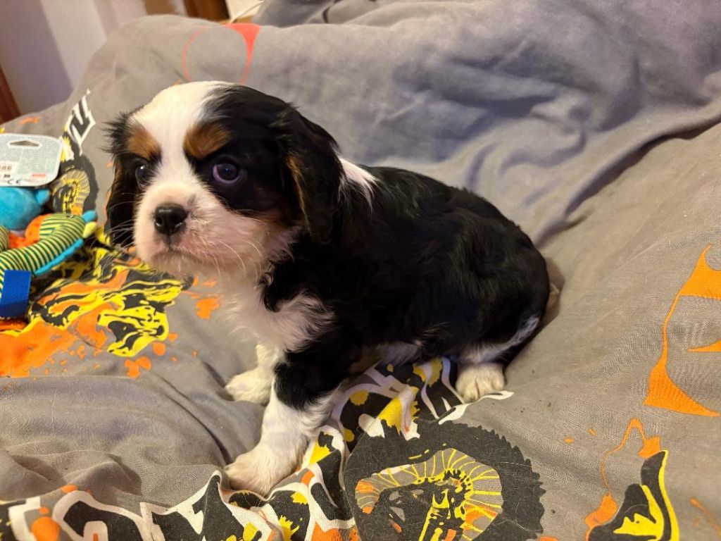 du domaine de Runneval - Chiot disponible  - Cavalier King Charles Spaniel