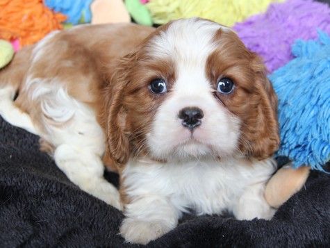 du domaine de Runneval - Chiot disponible  - Cavalier King Charles Spaniel