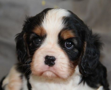 du domaine de Runneval - Chiot disponible  - Cavalier King Charles Spaniel