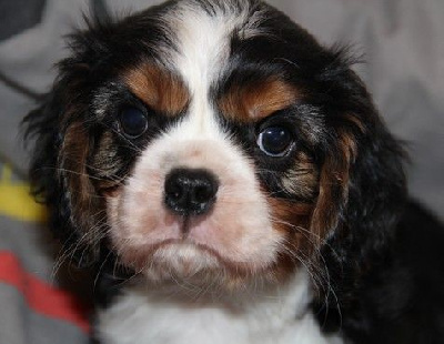 du domaine de Runneval - Cavalier King Charles Spaniel - Portée née le 29/11/2024