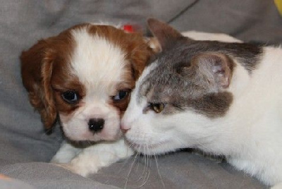 du domaine de Runneval - Cavalier King Charles Spaniel - Portée née le 15/12/2024