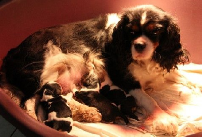 du domaine de Runneval - Cavalier King Charles Spaniel - Portée née le 23/11/2024