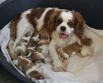 du domaine de Runneval - Cavalier King Charles Spaniel - Portée née le 21/09/2024