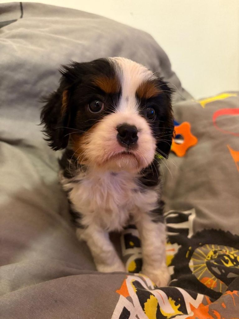 du domaine de Runneval - Chiot disponible  - Cavalier King Charles Spaniel