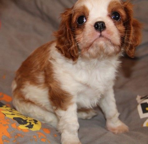 du domaine de Runneval - Chiot disponible  - Cavalier King Charles Spaniel