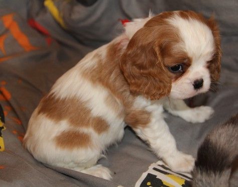 du domaine de Runneval - Chiot disponible  - Cavalier King Charles Spaniel