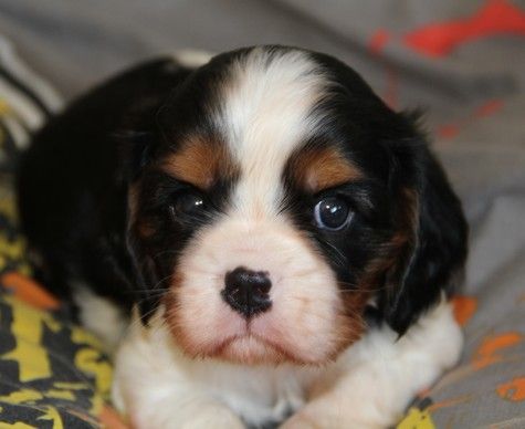 du domaine de Runneval - Chiot disponible  - Cavalier King Charles Spaniel