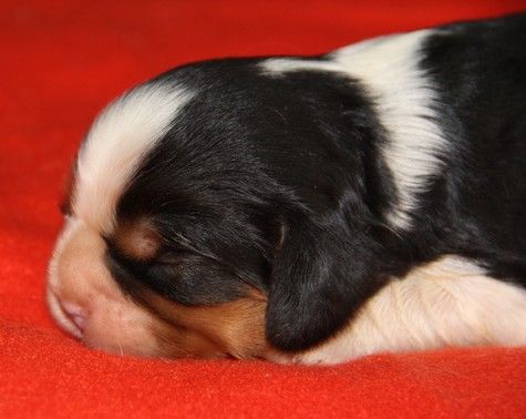 du domaine de Runneval - Chiot disponible  - Cavalier King Charles Spaniel