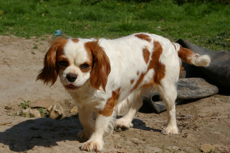 Bella du domaine de Runneval