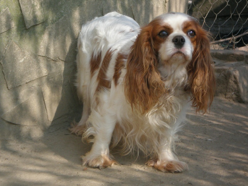 Vanille du domaine de Runneval