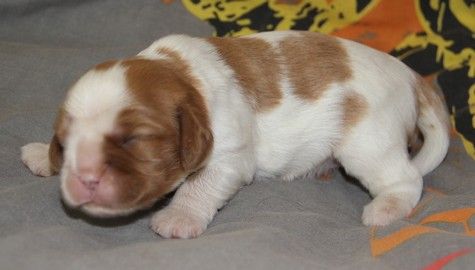 du domaine de Runneval - Chiots disponibles - Cavalier King Charles Spaniel
