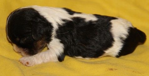 du domaine de Runneval - Chiots disponibles - Cavalier King Charles Spaniel
