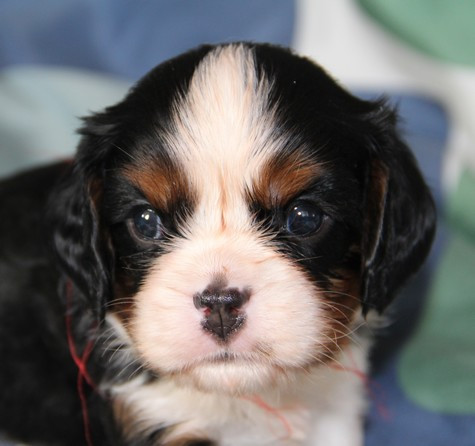 du domaine de Runneval - Chiots disponibles - Cavalier King Charles Spaniel