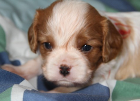 du domaine de Runneval - Chiots disponibles - Cavalier King Charles Spaniel