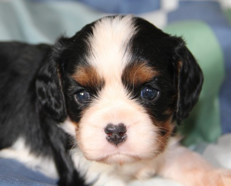 du domaine de Runneval - Chiots disponibles - Cavalier King Charles Spaniel