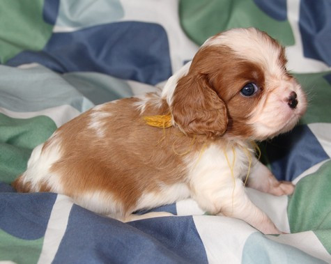du domaine de Runneval - Chiots disponibles - Cavalier King Charles Spaniel