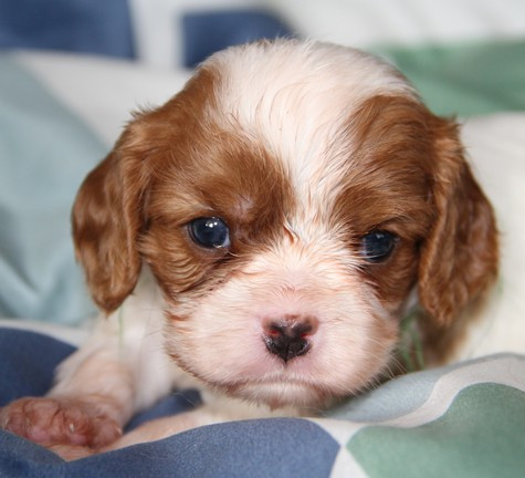 du domaine de Runneval - Chiots disponibles - Cavalier King Charles Spaniel