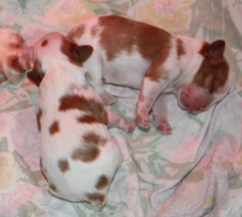 du domaine de Runneval - Chiots disponibles - Cavalier King Charles Spaniel