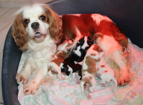 Chiot Cavalier King Charles Spaniel du domaine de Runneval