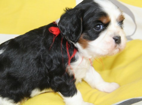 du domaine de Runneval - Chiots disponibles - Cavalier King Charles Spaniel
