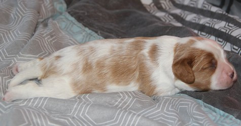 du domaine de Runneval - Chiots disponibles - Cavalier King Charles Spaniel