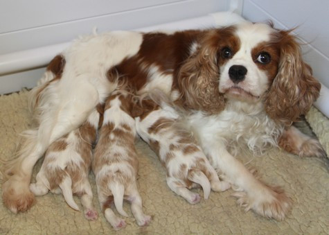 Chiot Cavalier King Charles Spaniel du domaine de Runneval