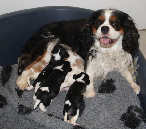 Chiot Cavalier King Charles Spaniel du domaine de Runneval