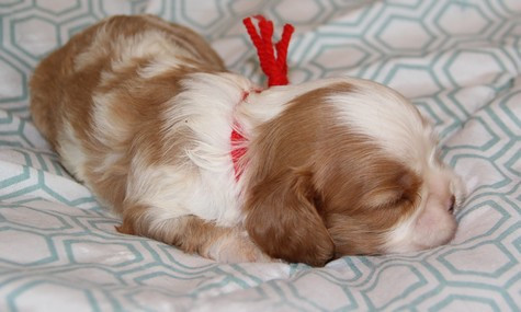 du domaine de Runneval - Chiots disponibles - Cavalier King Charles Spaniel