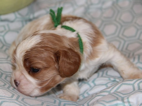 du domaine de Runneval - Chiots disponibles - Cavalier King Charles Spaniel