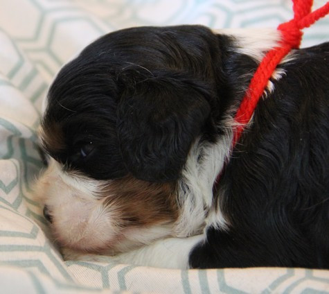 du domaine de Runneval - Chiots disponibles - Cavalier King Charles Spaniel