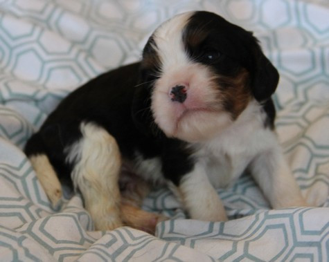 du domaine de Runneval - Chiots disponibles - Cavalier King Charles Spaniel