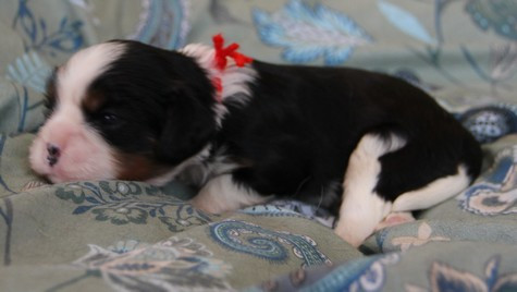du domaine de Runneval - Chiots disponibles - Cavalier King Charles Spaniel