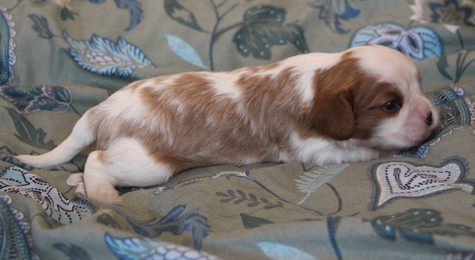 du domaine de Runneval - Chiots disponibles - Cavalier King Charles Spaniel