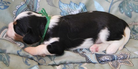 du domaine de Runneval - Chiots disponibles - Cavalier King Charles Spaniel