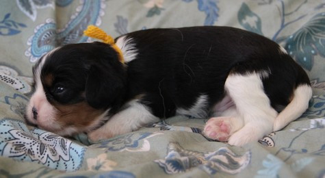 du domaine de Runneval - Chiots disponibles - Cavalier King Charles Spaniel