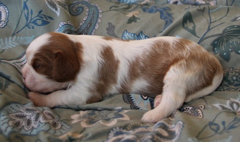 du domaine de Runneval - Chiots disponibles - Cavalier King Charles Spaniel