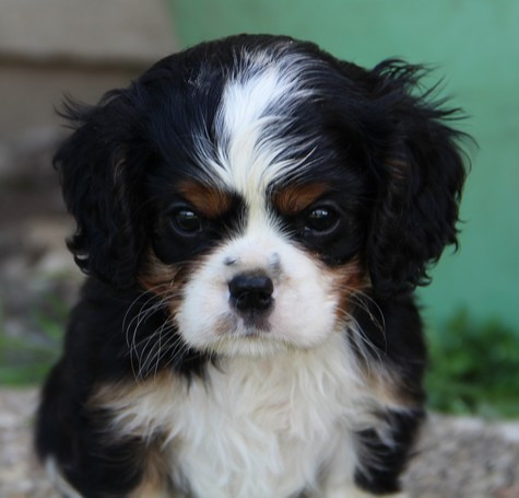 du domaine de Runneval - Chiots disponibles - Cavalier King Charles Spaniel