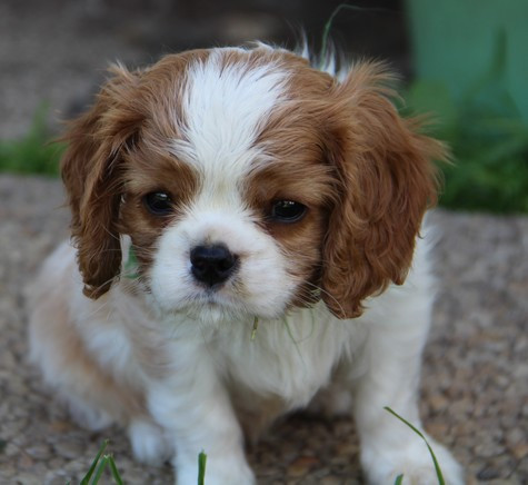 du domaine de Runneval - Chiots disponibles - Cavalier King Charles Spaniel